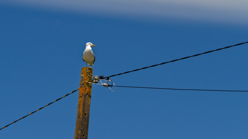 11 - Île de Chiloé (25).jpg